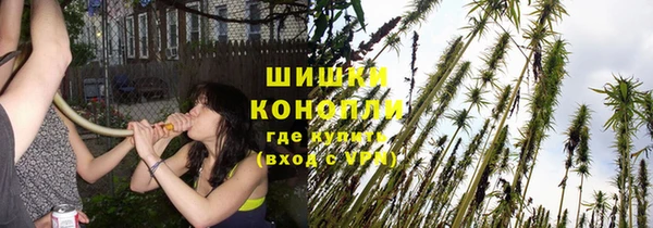 прущие грибы Дмитровск